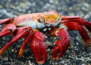 MG 4832 Crab